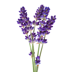 Lavendel