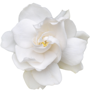 Gardenia