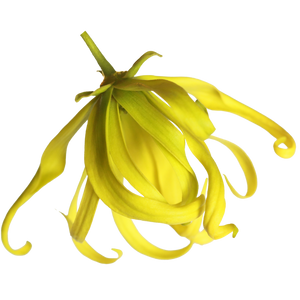 Ylang Ylang