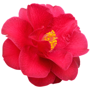 Camelia