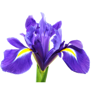 Iris