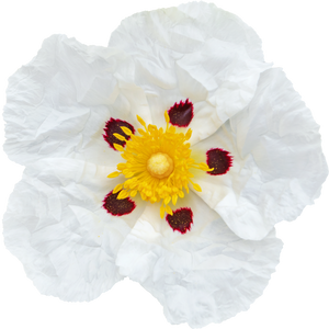 Labdanum