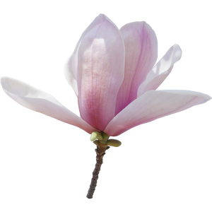 Magnolia