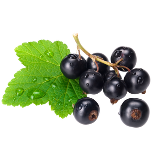 Zwarte Bes